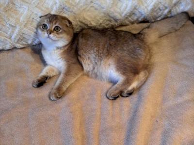 Ashia - Scottish Fold - Gallery Photo #1