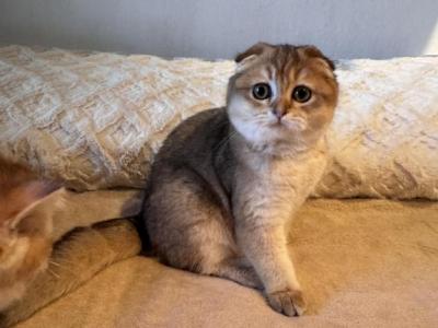 Ashia - Scottish Fold - Gallery Photo #1