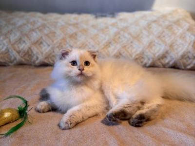 Gelik - Scottish Fold - Gallery Photo #1