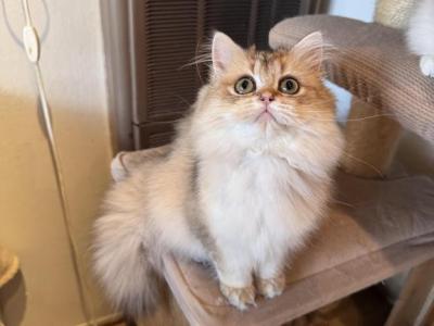 Trisha - British Shorthair - Gallery Photo #1