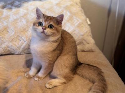 Ellys - British Shorthair - Gallery Photo #1