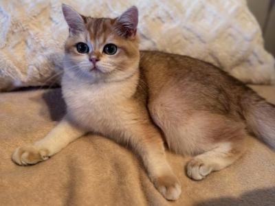 Ellys - British Shorthair - Gallery Photo #1