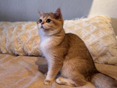Ellys - British Shorthair - Gallery Photo #1