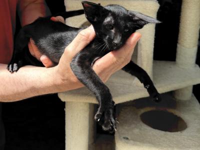 Alex - Oriental - Gallery Photo #1