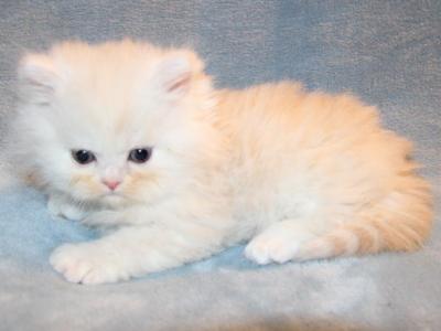 Shaded Cream Male Persian Green Collar - Persian - Gallery Photo #1
