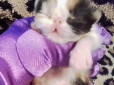 Callie - Persian - Gallery Photo #1