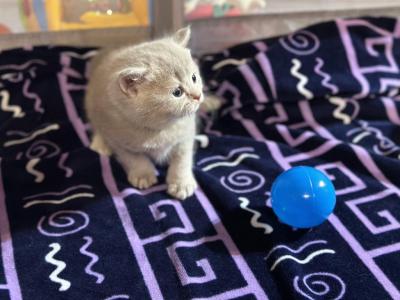 Silver Scottish Shorthair - Scottish Straight - Gallery Photo #1