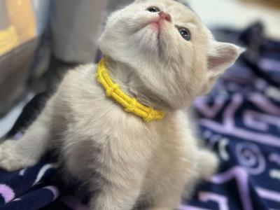 Beige Scottish Shorthair - Scottish Straight - Gallery Photo #1