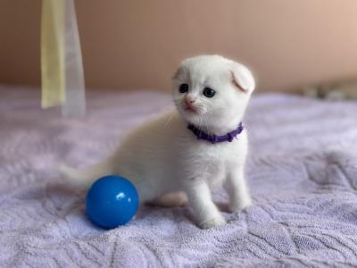 White Scottish Shorthair - Scottish Fold - Gallery Photo #1