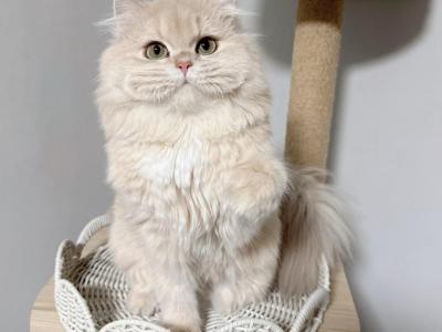 British Longhair CY12 - British Shorthair - Gallery Photo #1