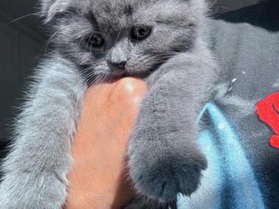 Thunder - Scottish Fold - Gallery Photo #1