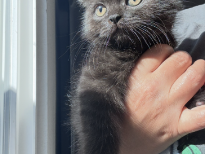 Jynx - Scottish Straight - Gallery Photo #1