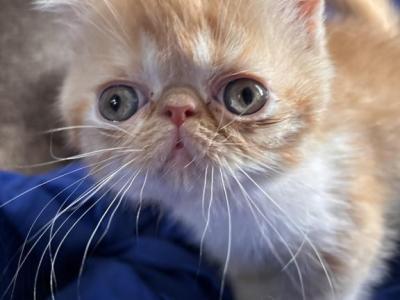 Beautiful Persians And Exotic Kittens - Persian - Gallery Photo #1