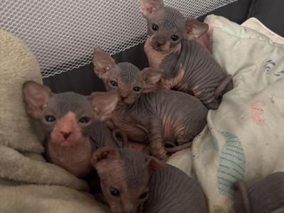 Pinky March Litter - Sphynx - Gallery Photo #1