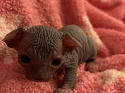 Blue Female With With Markings 3 - Sphynx - Gallery Photo #1