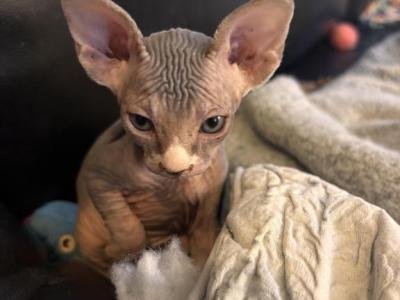 Bicolored Female - Sphynx - Gallery Photo #1