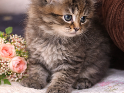 Sarah Francis Kittens - Siberian - Gallery Photo #1