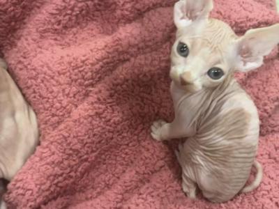 New Litter - Sphynx - Gallery Photo #1