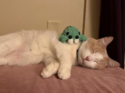 Oliver - Domestic - Gallery Photo #1