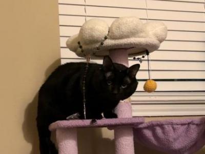 Gavin - Domestic - Gallery Photo #1