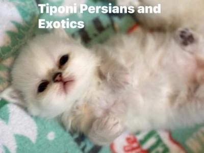 Persian Kittens Blue Eyes - Persian - Gallery Photo #1