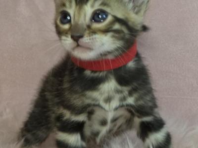 Red Collar Brown Female - Bengal - Gallery Photo #1