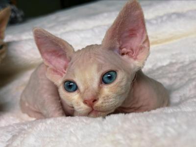 L - Devon Rex - Gallery Photo #1