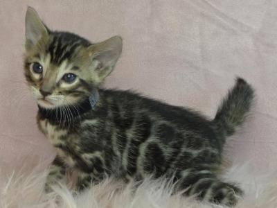 Black Collar Brown Male - Bengal - Gallery Photo #1