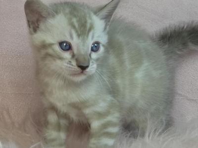 Light Purple Collar Snow Mink - Bengal - Gallery Photo #1