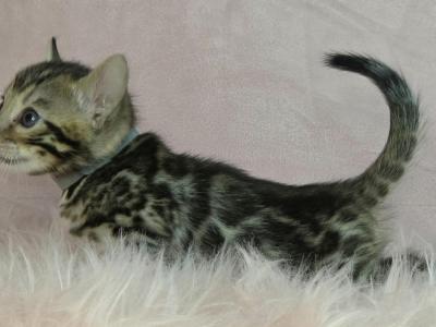 Gray Collar Brown Male - Bengal - Gallery Photo #1