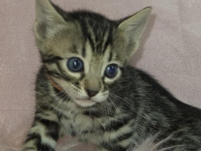 Orange Collar Brown Female - Bengal - Gallery Photo #1