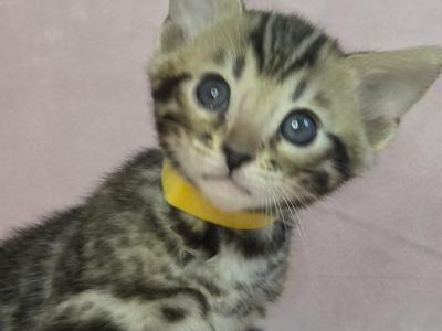 Yellow Collar Brown Female - Bengal - Gallery Photo #1
