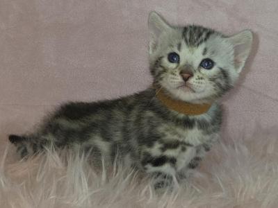 Brown Collar Silver Male - Bengal - Gallery Photo #1