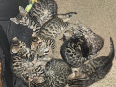 Bengal Folds - Bengal - Gallery Photo #1