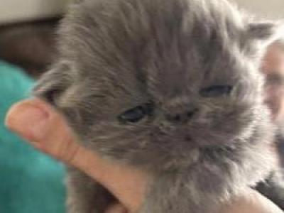 Babies Babies Beautiful Persians & Exotics - Persian - Gallery Photo #1