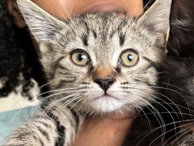 Jagger - Domestic - Gallery Photo #1