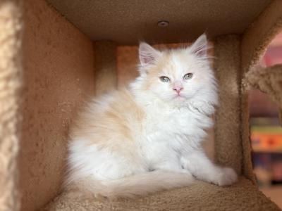 Designer Male Solly - Maine Coon - Gallery Photo #1