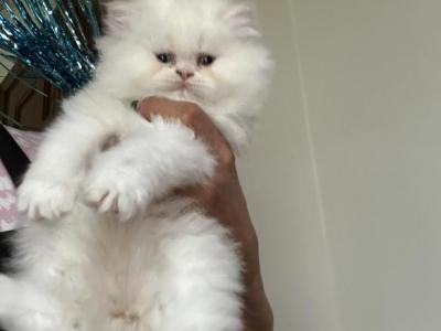 No Name Yet - British Shorthair - Gallery Photo #1