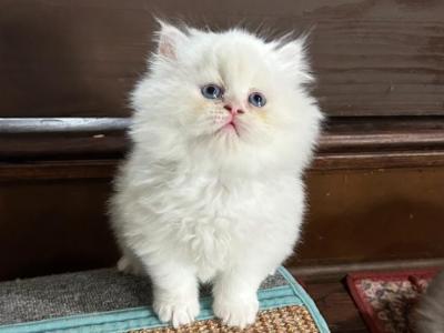 No Name Yet - British Shorthair - Gallery Photo #1