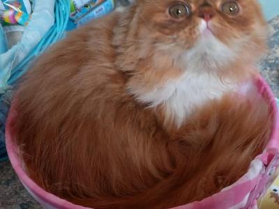 SPAYED Young Adult CFA PERSIAN Female - Persian - Gallery Photo #1