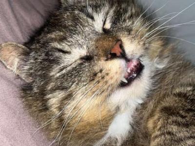 Bubba - Domestic - Gallery Photo #1