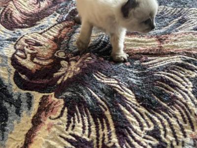 Ragdoll Lynx Tail - Ragdoll - Gallery Photo #1