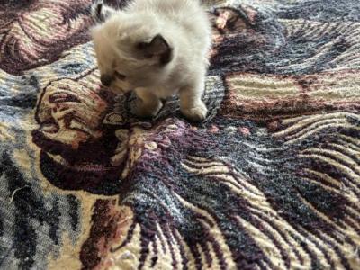 Ragdoll Longtail - Ragdoll - Gallery Photo #1