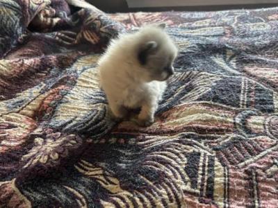 Ragdoll Munchkin - Munchkin - Gallery Photo #1