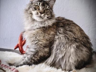 Isabella - Maine Coon - Gallery Photo #1