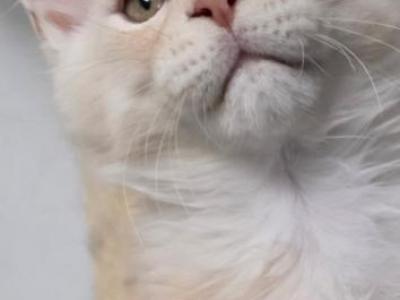 BEAR - Maine Coon - Gallery Photo #1