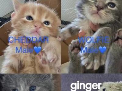 Cheddar - Maine Coon - Gallery Photo #1