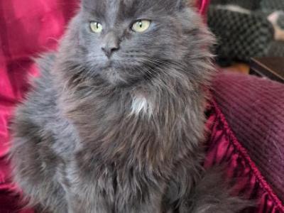 Misty - Maine Coon - Gallery Photo #1