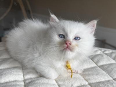 Electric - Ragdoll - Gallery Photo #1