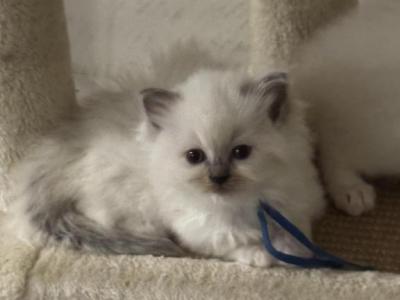 Blues - Ragdoll - Gallery Photo #1